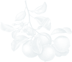 A drawing of a branch from a fruit tree