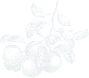 A drawing of a branch from a fruit tree