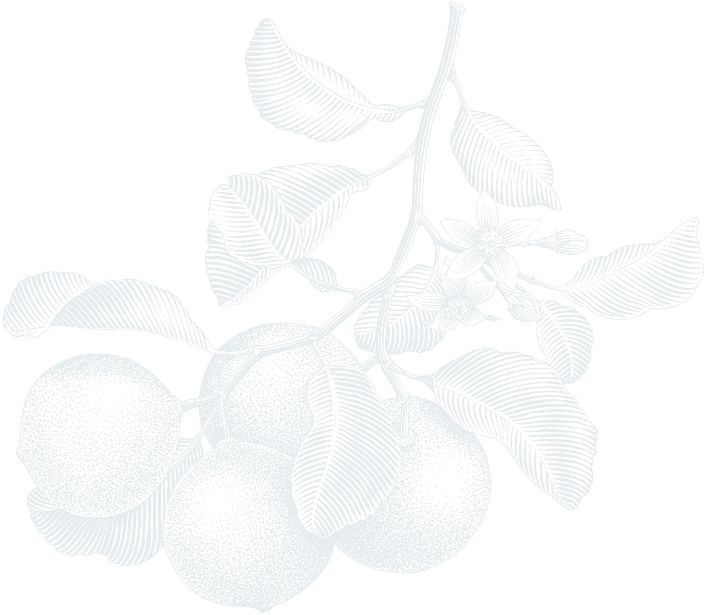 A drawing of a branch from a fruit tree