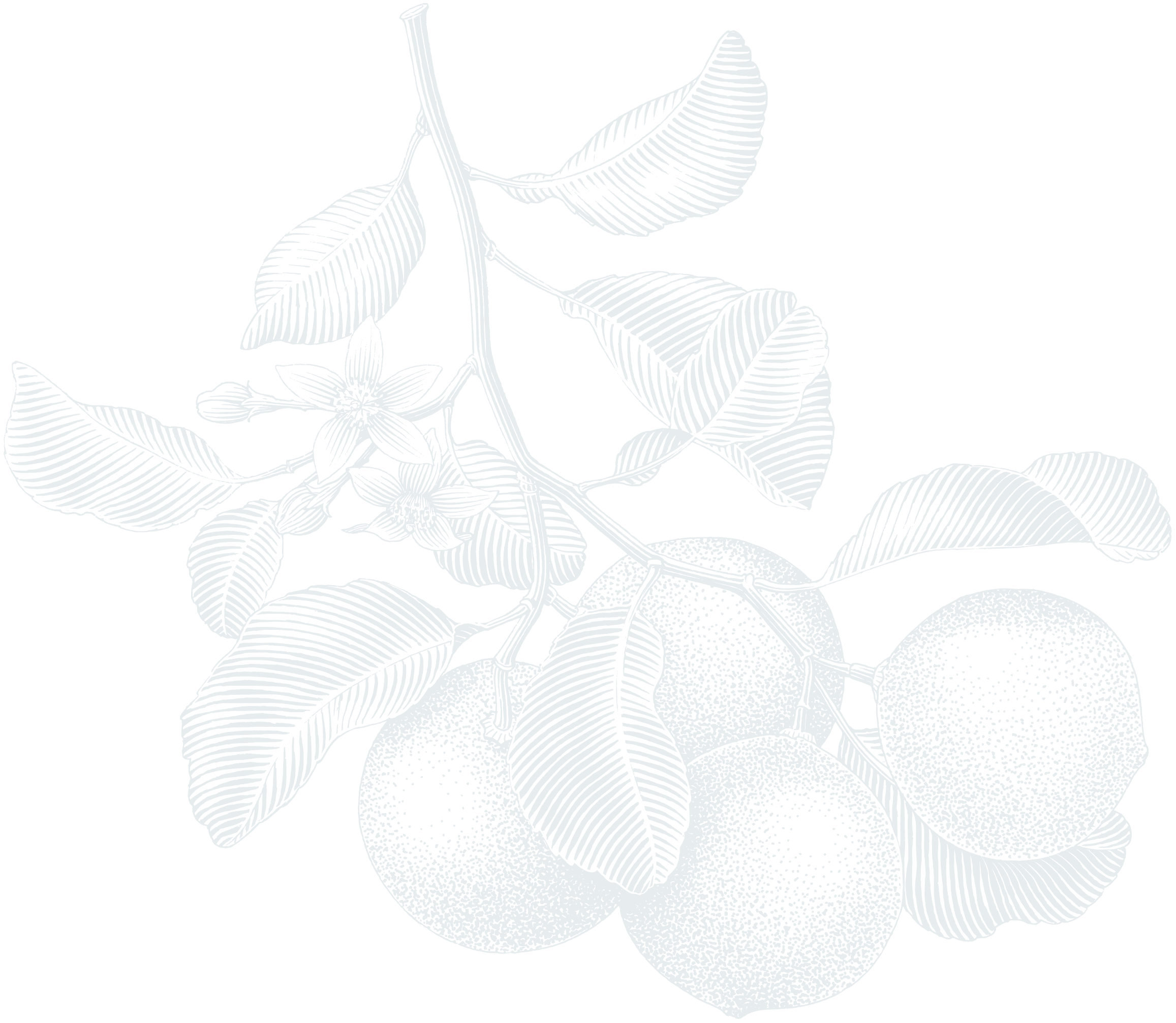 A drawing of a branch from a fruit tree