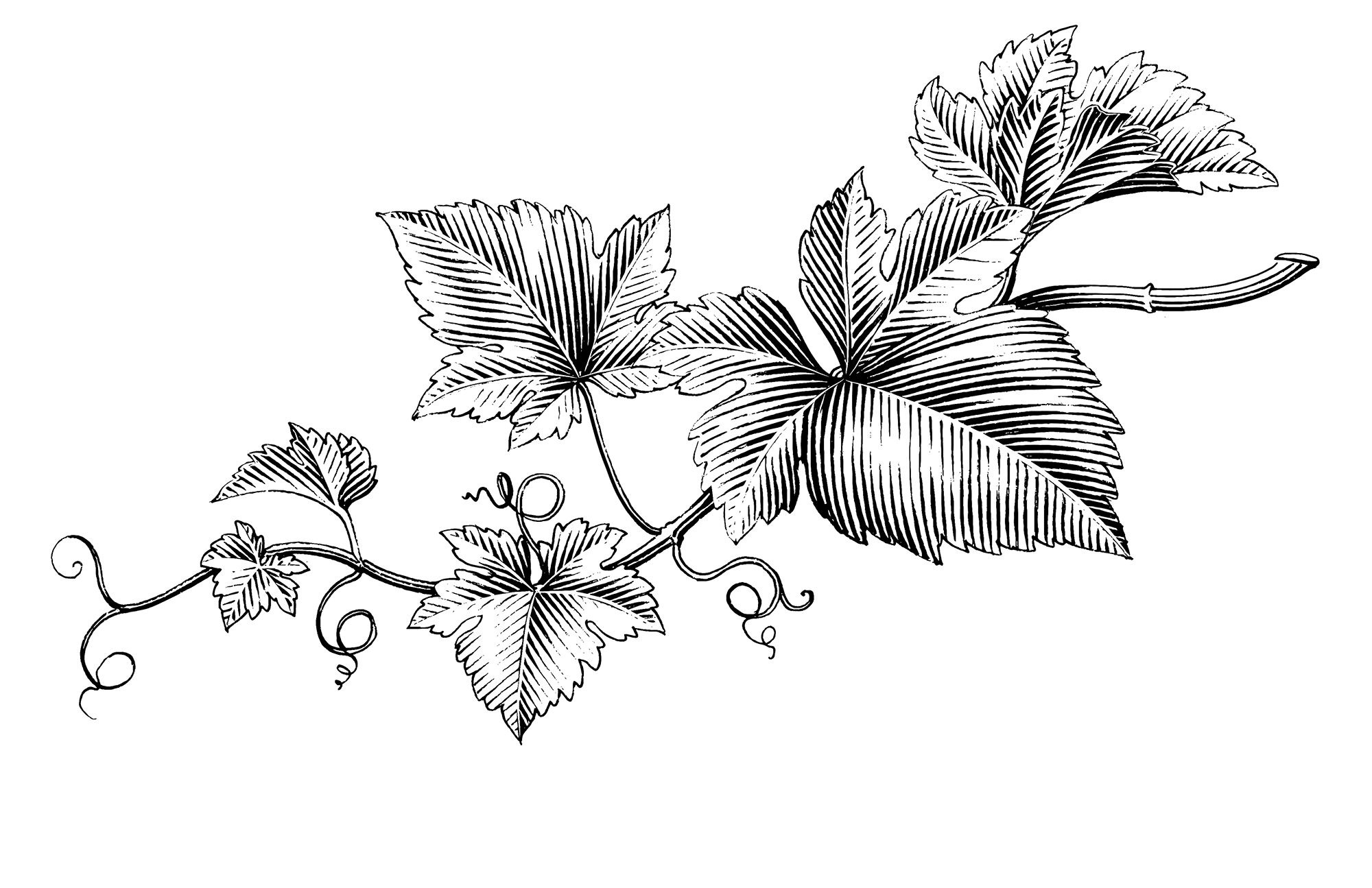 A drawing of a grape vine