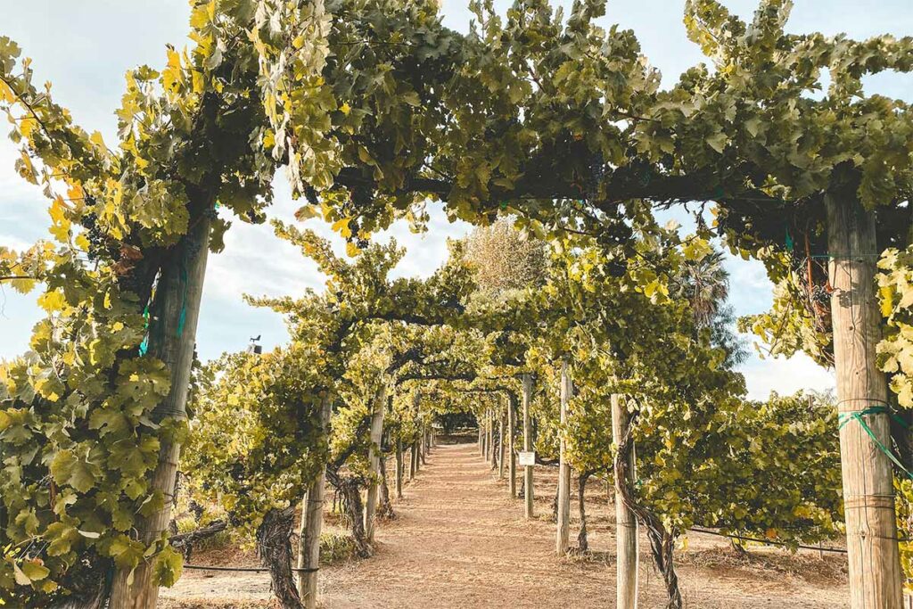 A row of grapes growing at a vineyard
